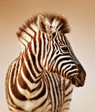 Zebra portrait Royalty Free Stock Images