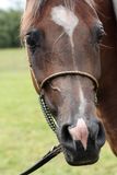 Head of filly Royalty Free Stock Image