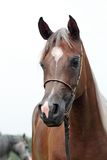 Filly Stock Photos