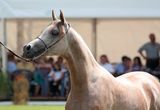 Arabian filly Royalty Free Stock Images