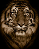 Tiger Portrait Stock Images
