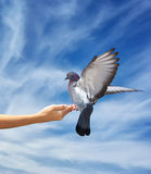 Girl feeds the dove Stock Photos