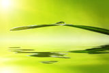 Grass over water Royalty Free Stock Image