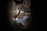 Cat portrait Royalty Free Stock Photos