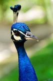 Peacock Portrait  Stock Photo