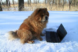 Redheaded dog and  laptop Stock Photos