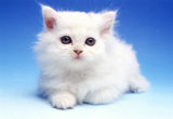 White kitten Royalty Free Stock Photography