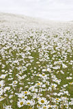 Field of White Daisies Royalty Free Stock Photography