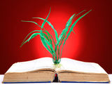 Nature studies Stock Images