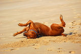 Dog rolling over Stock Photo
