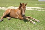 Filly Stretching Legs Royalty Free Stock Photography