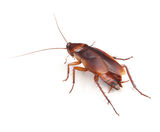 Cockroach Royalty Free Stock Image