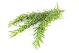 Rosemary Stock Photos