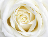 White Rose Stock Photos