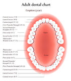 Adult Teeth anatomy Royalty Free Stock Photos