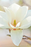 White magnolia Stock Photography