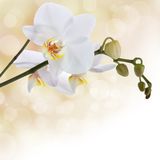 White orchid Stock Image