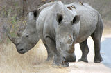 White rhino Stock Photo