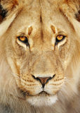 Lion portrait Royalty Free Stock Photography