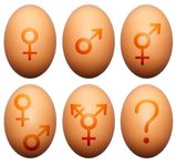 Egg gender Royalty Free Stock Photography