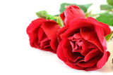 Red roses Royalty Free Stock Photo