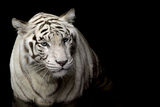 White Tiger Stock Photos
