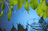 Water Ripples Leaves Rain Background Stock Photos