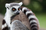 Lemur portrait Stock Photos