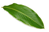 Ginger Leaf Royalty Free Stock Photography