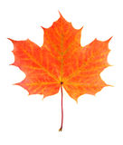 Autumn leaf Royalty Free Stock Photography