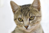 Cat portrait Stock Photos