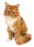 Ginger cat Stock Image