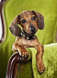 Pet portrait Royalty Free Stock Image