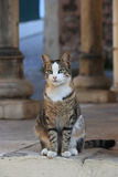 Cat portrait Stock Image