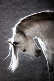 White horse on the dark background Stock Photography