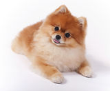 Little Female Pomeranian Pet Show Dog Stock Photos