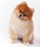 Little Female Pomeranian Pet Show Dog Stock Images