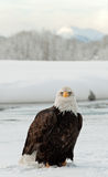 Adult Bald Eagle Royalty Free Stock Photography