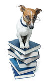 Dog on a book stack Royalty Free Stock Images