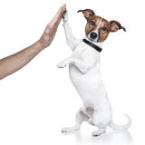 Dog high five Stock Image