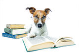 Dog reading books Stock Image