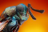 Extreme sharp and detailed study of 2 mm wasp Stock Photo