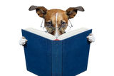 Dog reading a book Royalty Free Stock Photos