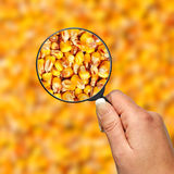 Examination food corn quality Royalty Free Stock Photography