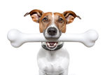 Dog with a white bone Royalty Free Stock Photography