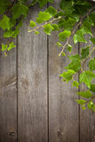 Wood And Ivy Background Stock Images