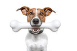 Dog with a white bone Stock Photo