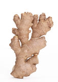 Ginger Royalty Free Stock Photography