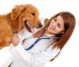 Female veterinarian Stock Images
