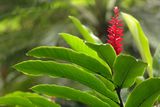 Ginger flower Royalty Free Stock Photography